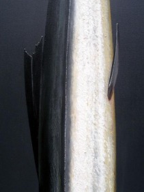 Rajan Krishnan FISH FROM THE RIVER IN THE MONSOON 2011 Acrylic on canvas 84 x 60 in.