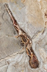 Imran Hossain Piplu THE UTOPIAN MUSEUM (1) 2011 Digital print on archival paper 55 x 36 in.