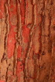 Ratna Gupta MEMORY SERIES V 2011 Latex, canvas and silk thread 36 x 20 in.