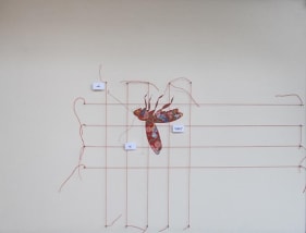 Tazeen Qayyum TEST ON A SMALL AREA BEFORE USE 2007 Opaque watercolour, entomology pins, labels and cotton thread on wasli (prepared paper) in wooden display case 31.5 x 31.5 x 4 in. NFS