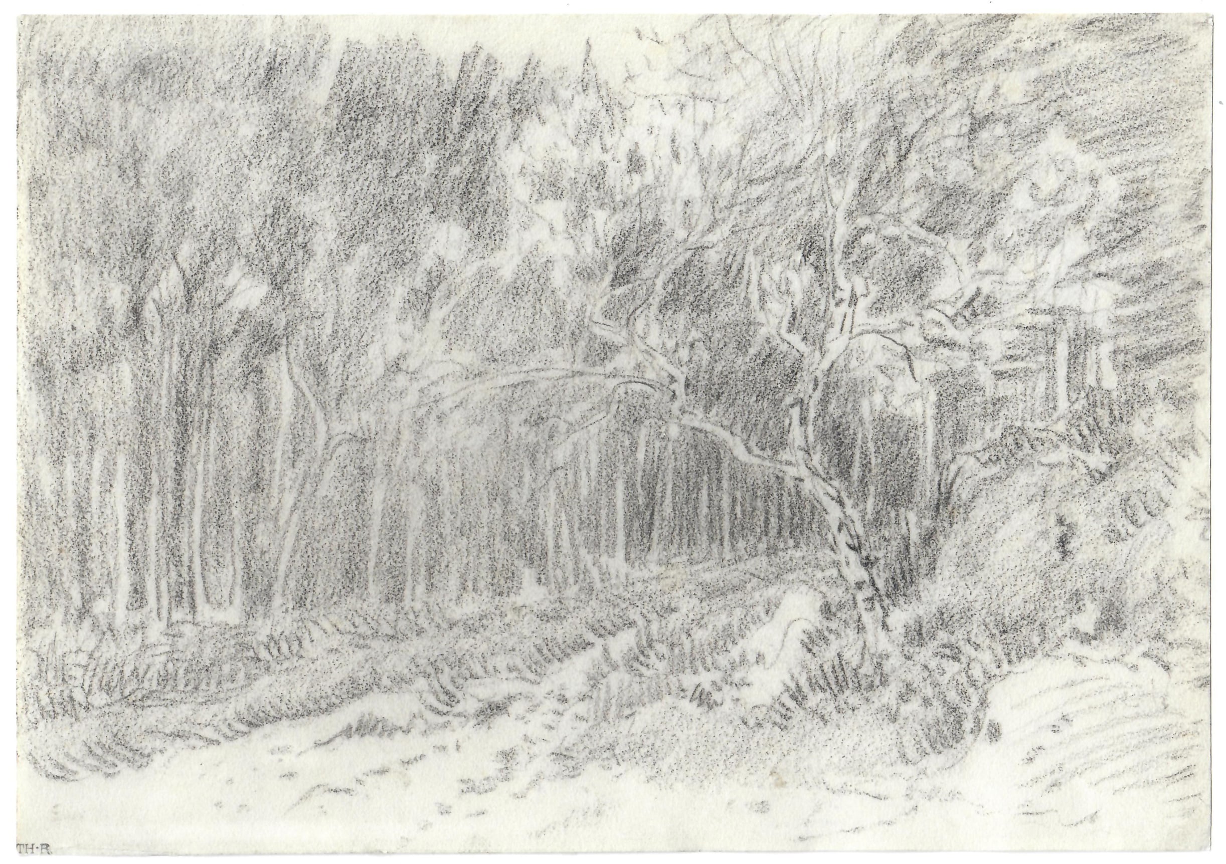 Theodore Rousseau Path through the Forest, c. 1855 Black chalk 7 1/2 x 10 7/8 inches