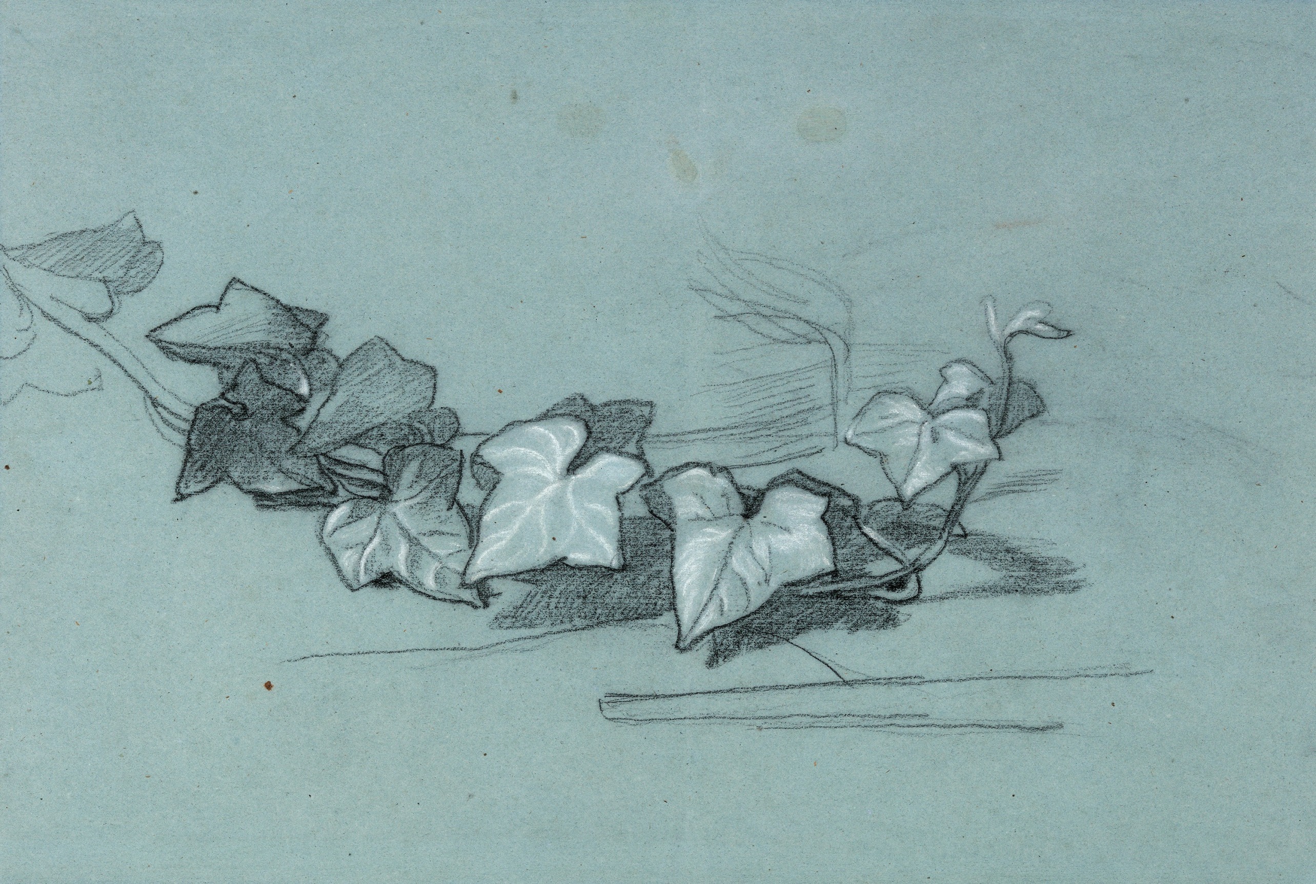 Thomas Couture, Study for Branch of Ivy, c. 1866 (Verso: Study for Damocles),  Black pencil and white chalk on blue paper 12 5/8 &times; 19&frac14; inches