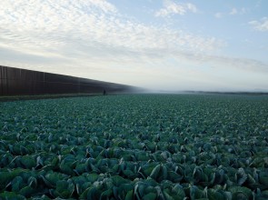 Cabbage Crop Near Brownsville, Texas, 2015 by Richard Misrach