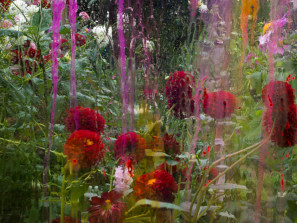 Denis Piel, Dahlia Redfield, Ch&acirc;teau de Padi&egrave;s, France, 2023