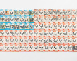 96 copies of cockfighting magazine, laid out like an American flag based on the red, blue, and white colors of their covers.