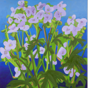 Wittenberg - Sweet William