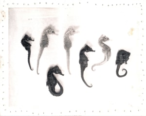 Ray Johnson's Photography Collection
