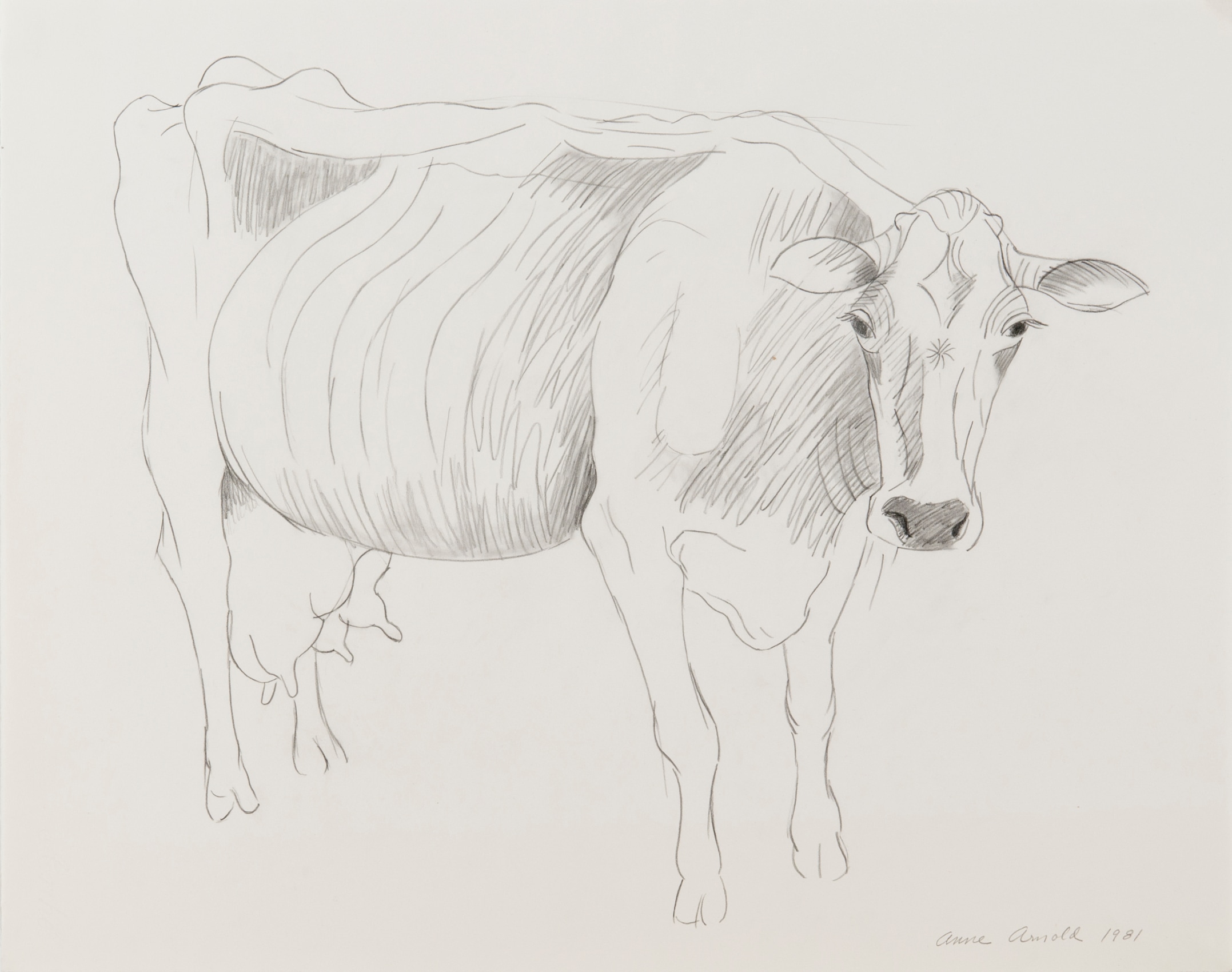 Standing Cow, 1981, pencil on paper, 18 x 23 inches