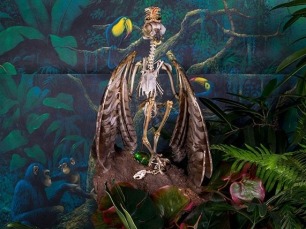 Bird skeleton by Rachel Stern