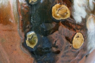 Flowering Bulb