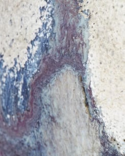 Vestigial Leaves