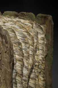 Book of Trees