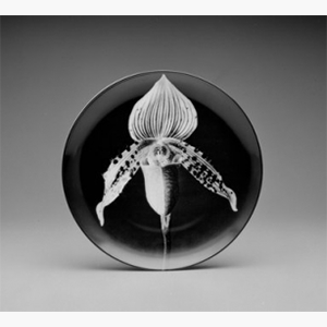 Swid Powell plate with Mapplethorpe Orchid.