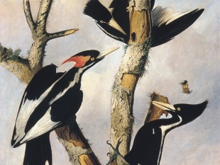 Ivory-billed Woodpeckers, ca. 1830–31