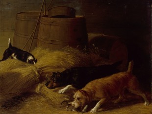 Rats amongst the Barley Sheaves, 1851