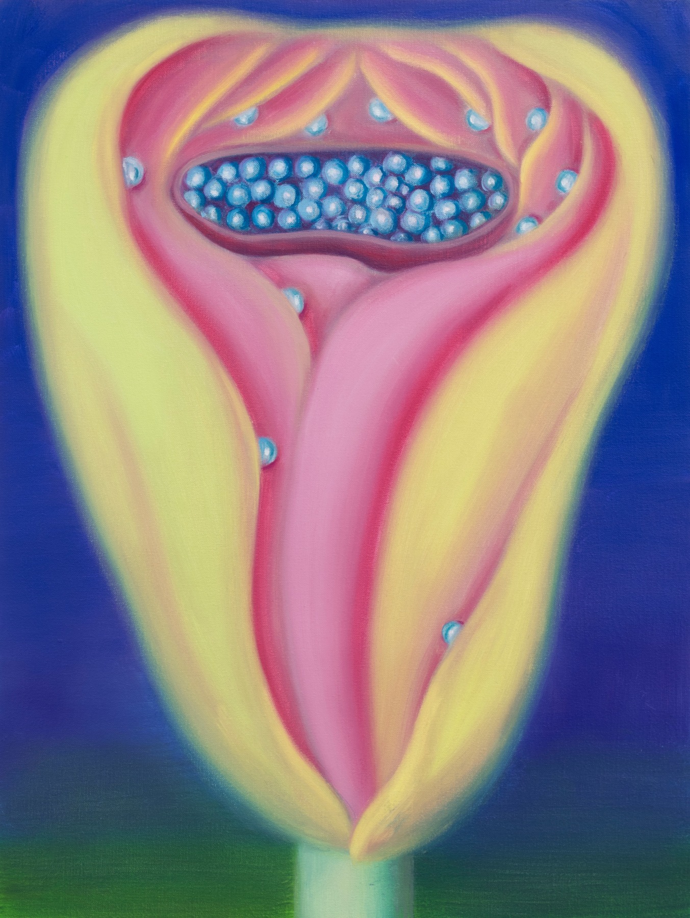 Secret Tulip,, 2024,