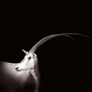 Click here for artworks by Joe Zammit-Lucia