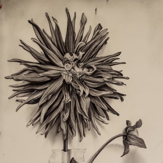 Emily Farish
