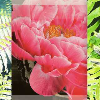 D.Paul DeRouen: No Flower Grows Unseen (Botanical Candy Series)