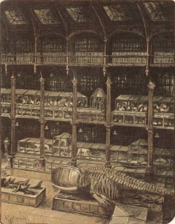 J&uuml;rg Kreienb&uuml;hl La grande galerie avec squelette de baleine 1986 Mus&eacute;um d'histoire naturelle lithograph lithographie