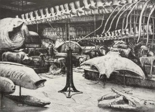 J&uuml;rg Kreienb&uuml;hl Galerie de Zoologie, Mus&eacute;e National d'Histoire naturelle de Paris lithographie lithograph