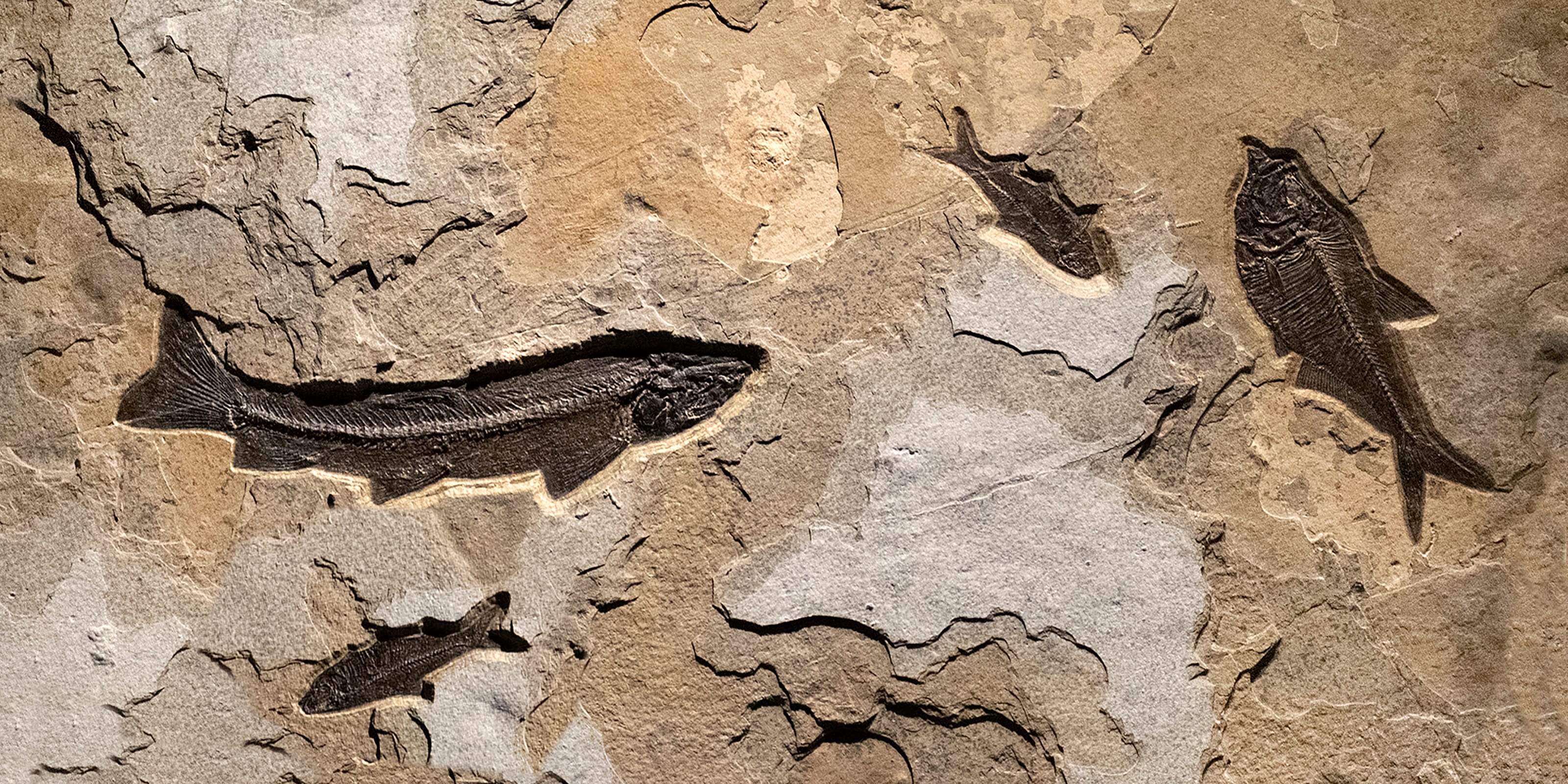 Detail of a Fossil FIsh Mural