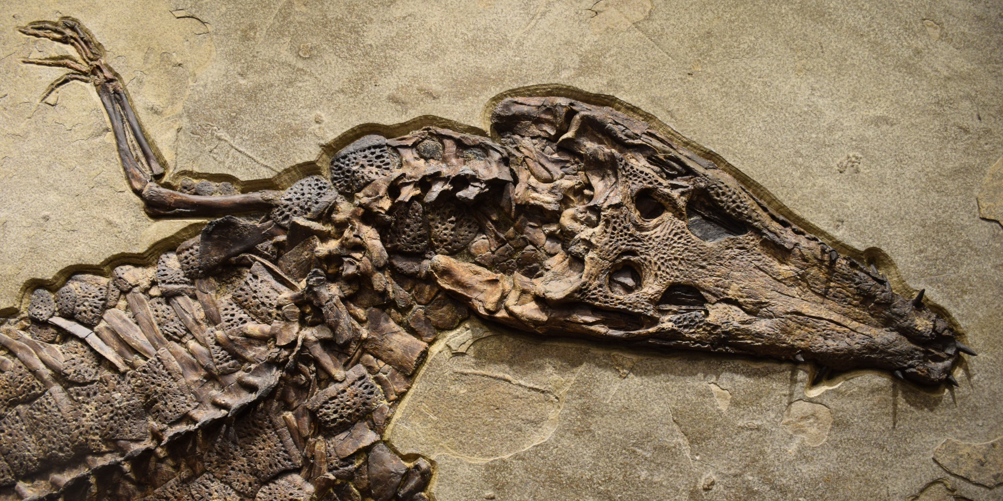 Fossil Crocodile from the Green River Formation