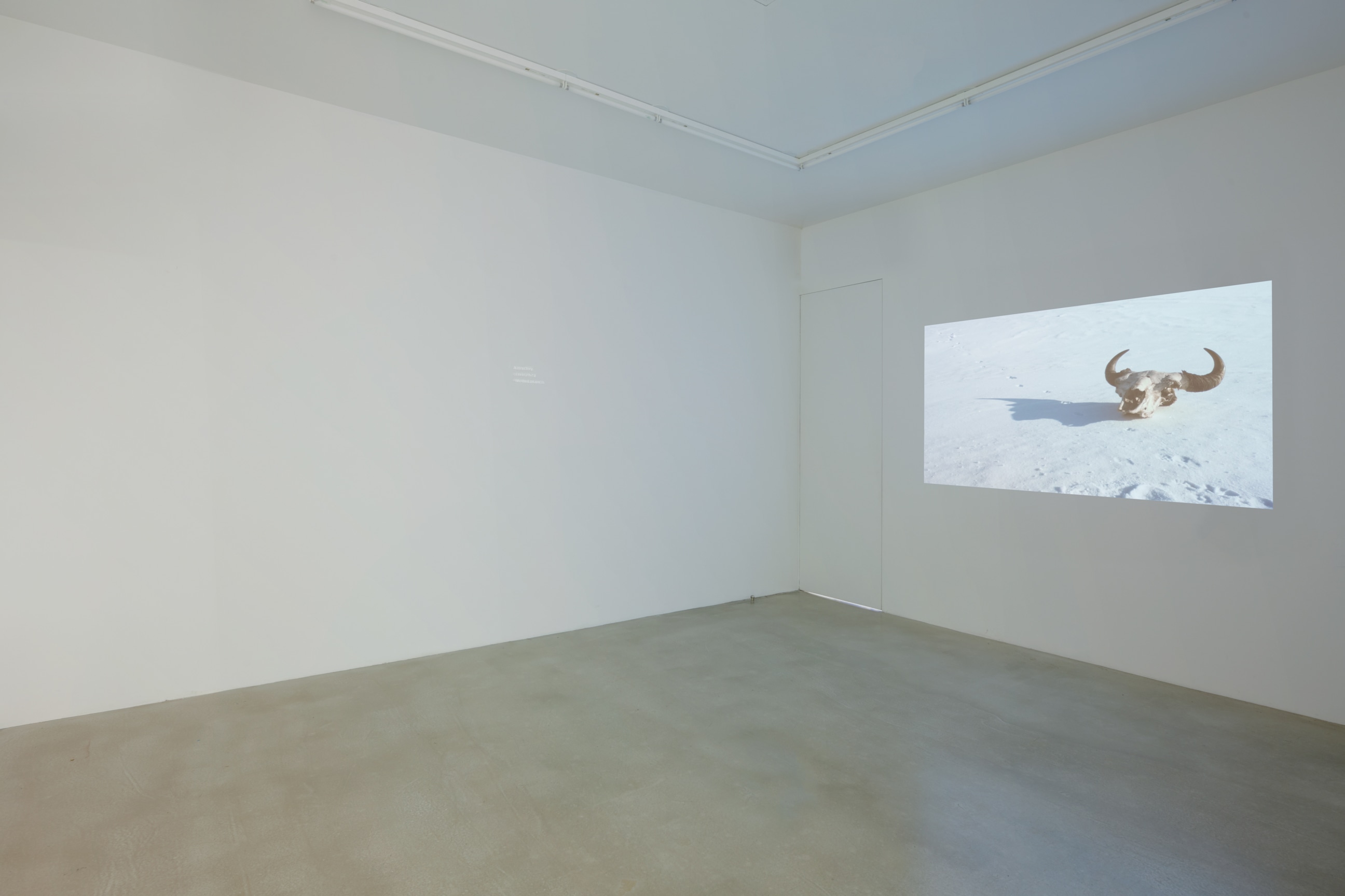 film with an animal skull