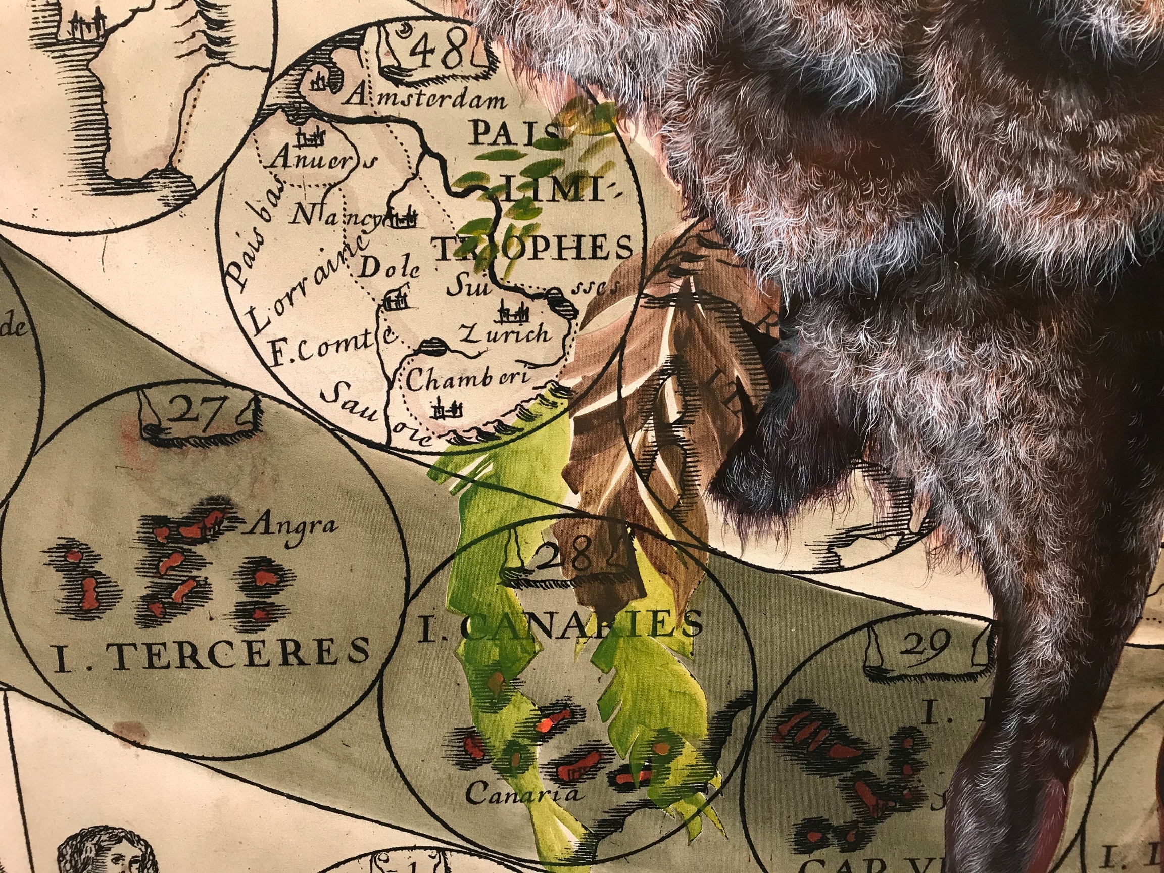 Close-up of a mpa with planta and furry, amorphous body painted over it