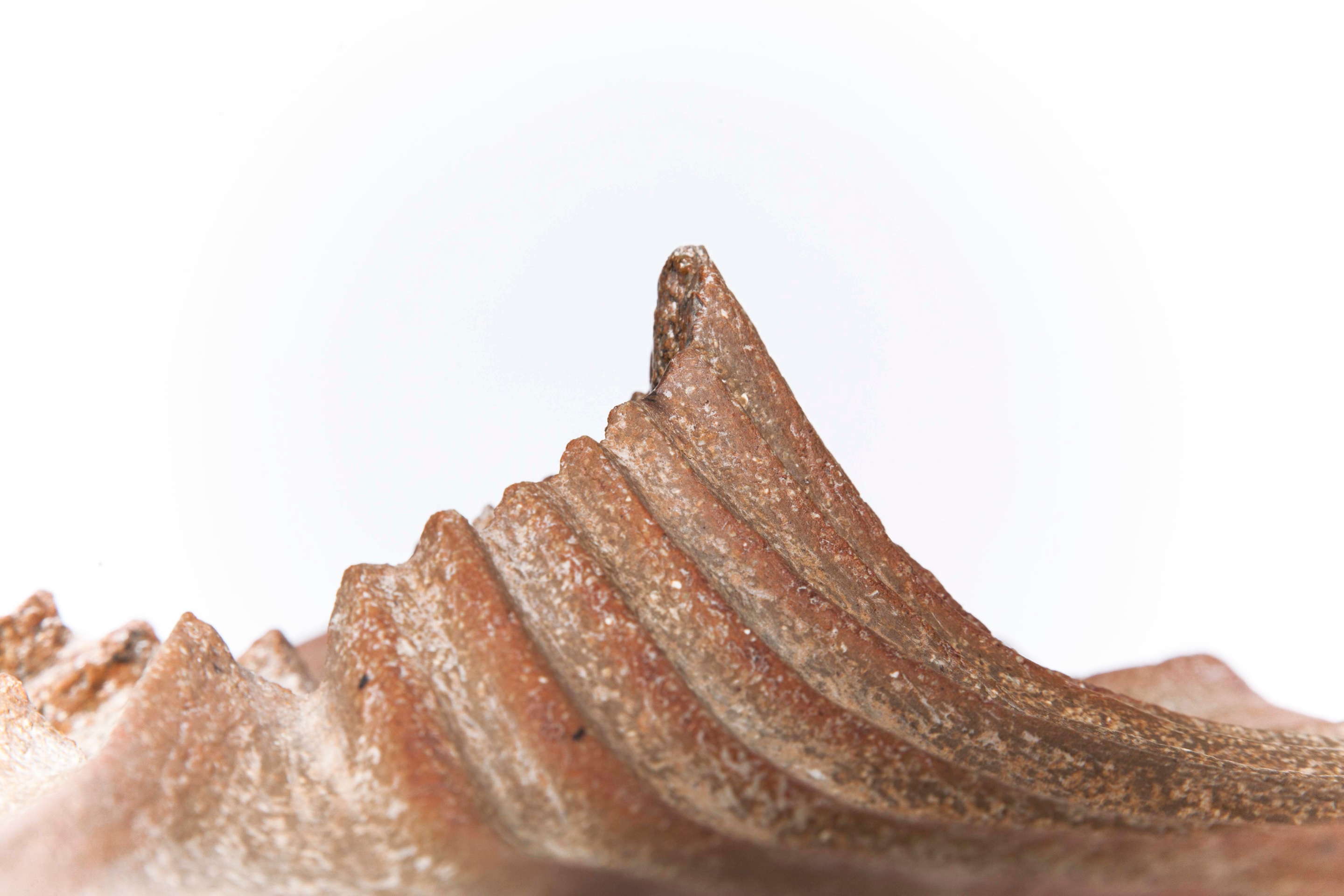 Annie Fourmanoir's ceramic bowl detailed view of ridges