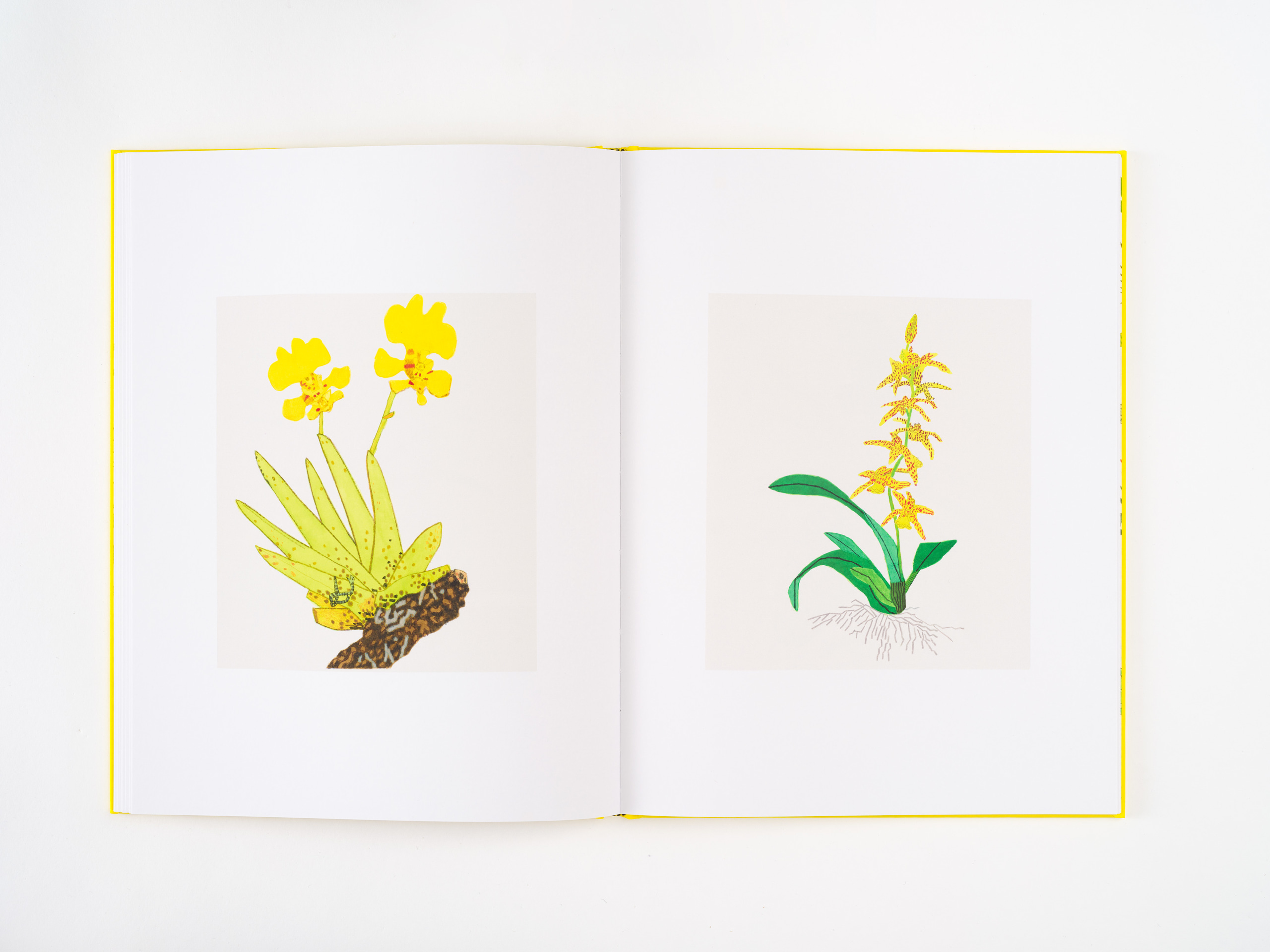 Jonas Wood Hong Kong Publications David Kordansky Gallery