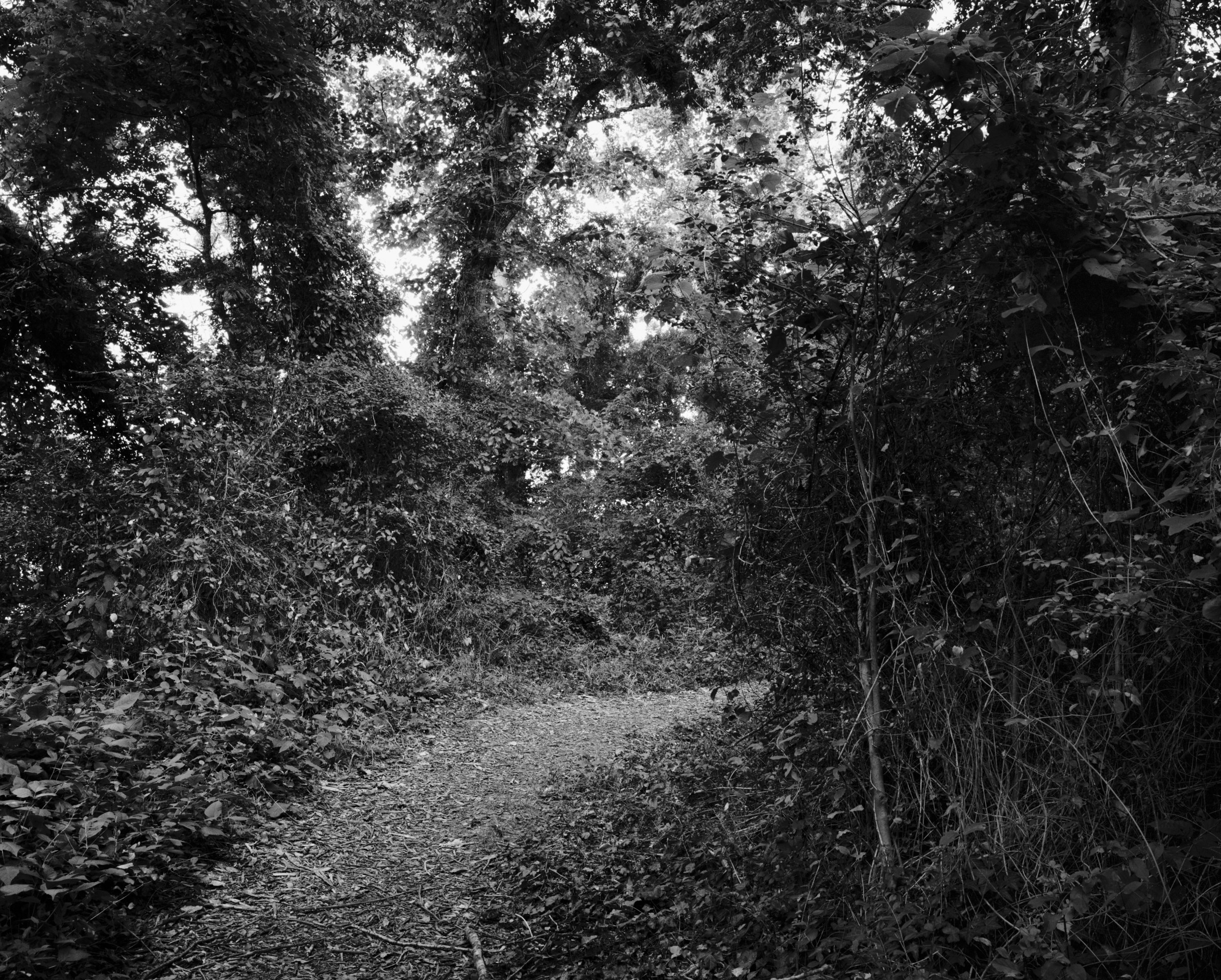 Untitled (Curve in the Trail), 2022