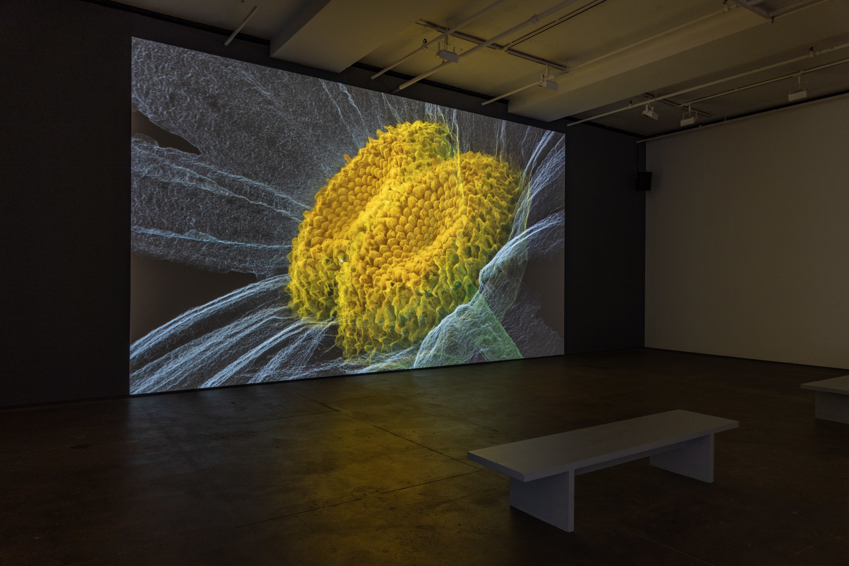 Installation view of&nbsp;Laurent Grasso: Artificialis at Sean Kelly, New York, October 25 &ndash; December 21, 2024, Photography: Adam Reich, Courtesy: Sean Kelly, New York/Los Angeles