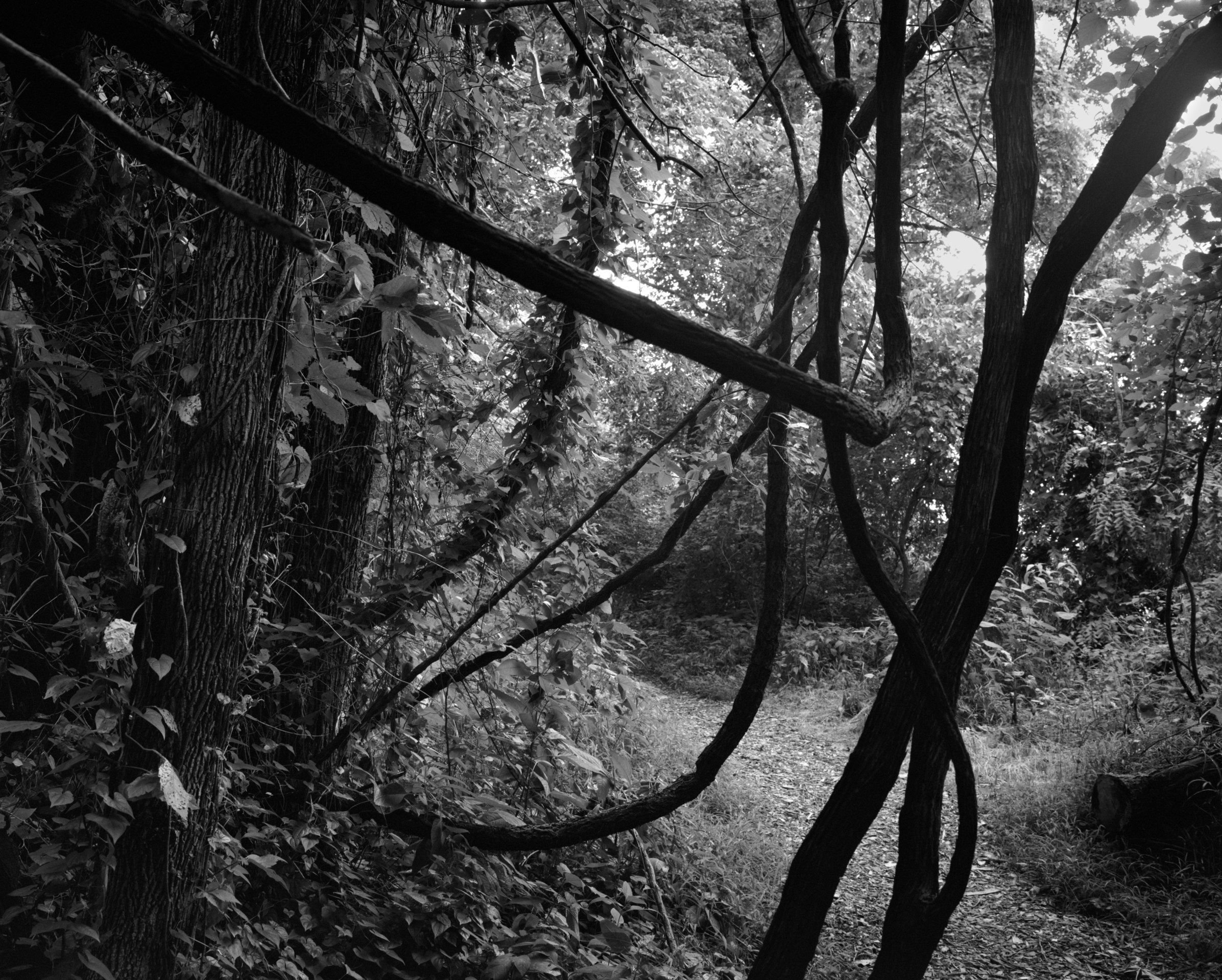 Untitled (Tangled Branches), 2022