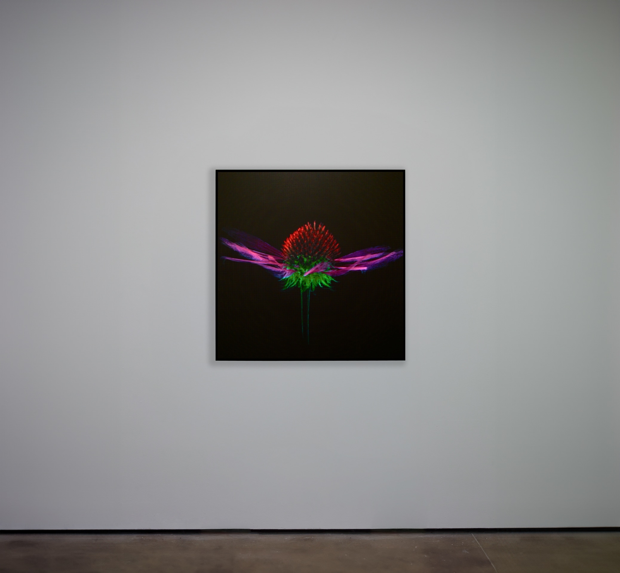 Laurent Grasso, Future Herbarium