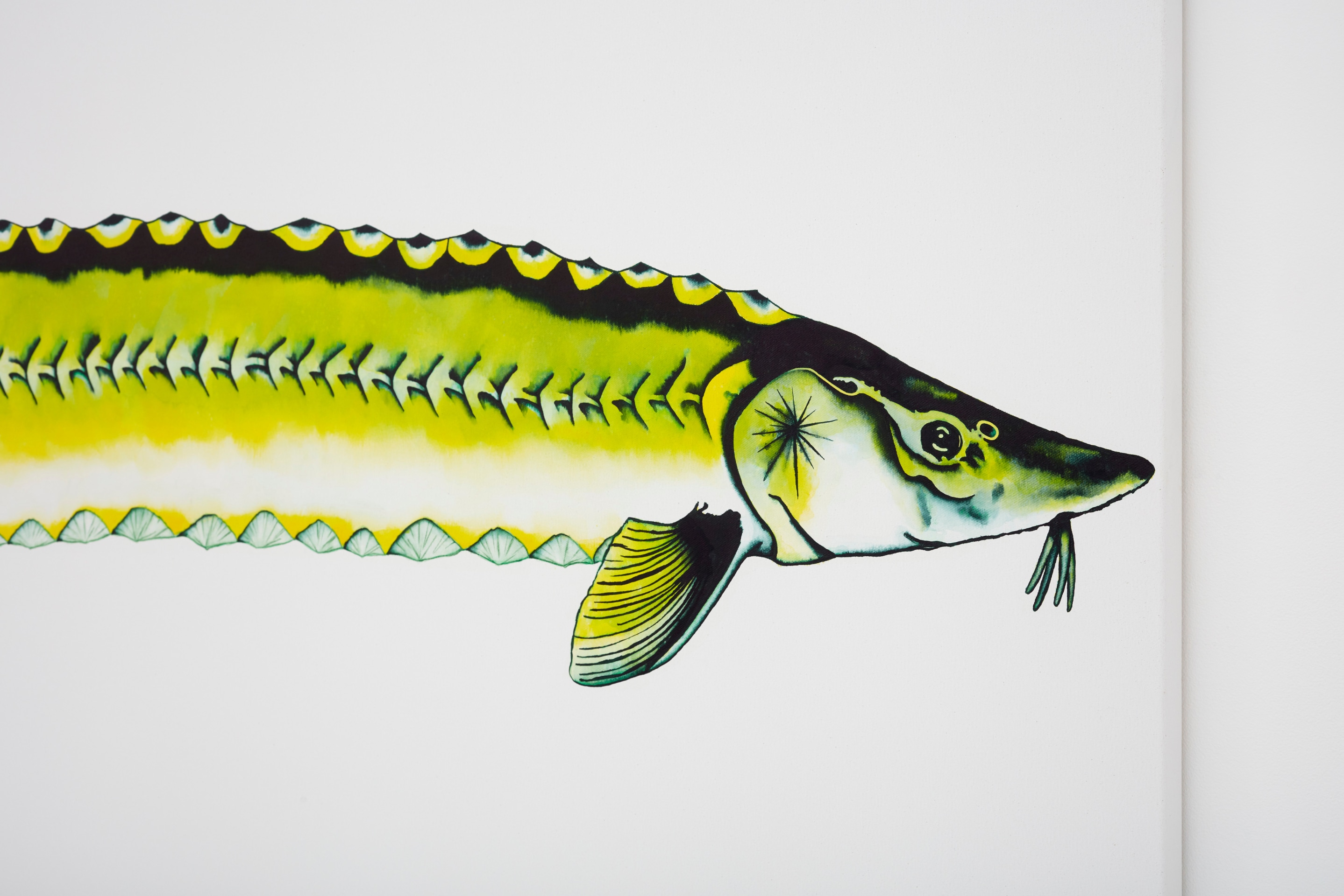 Calvin Marcus Stretch Sturgeon, 2019