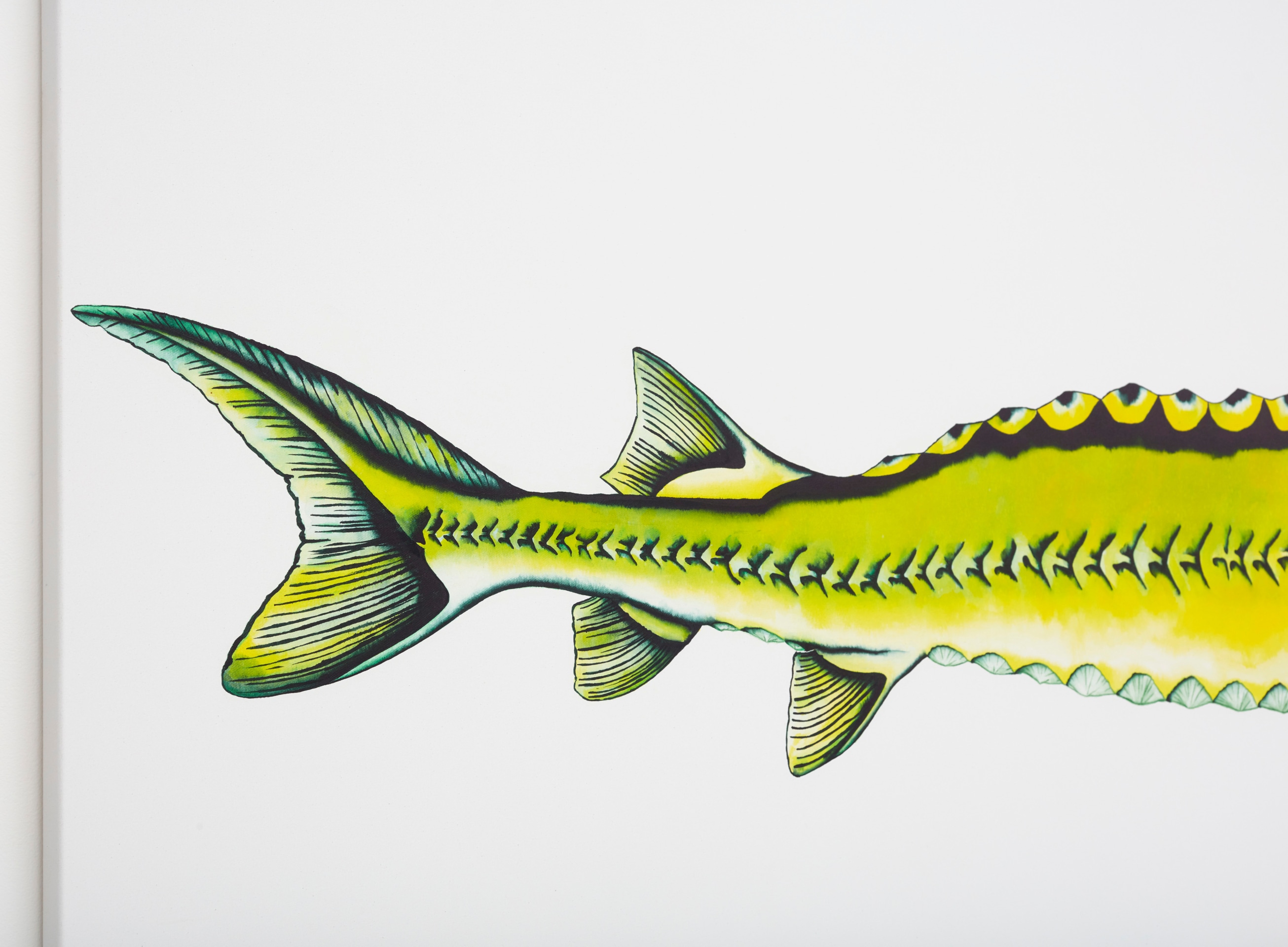 Calvin Marcus Stretch Sturgeon, 2019