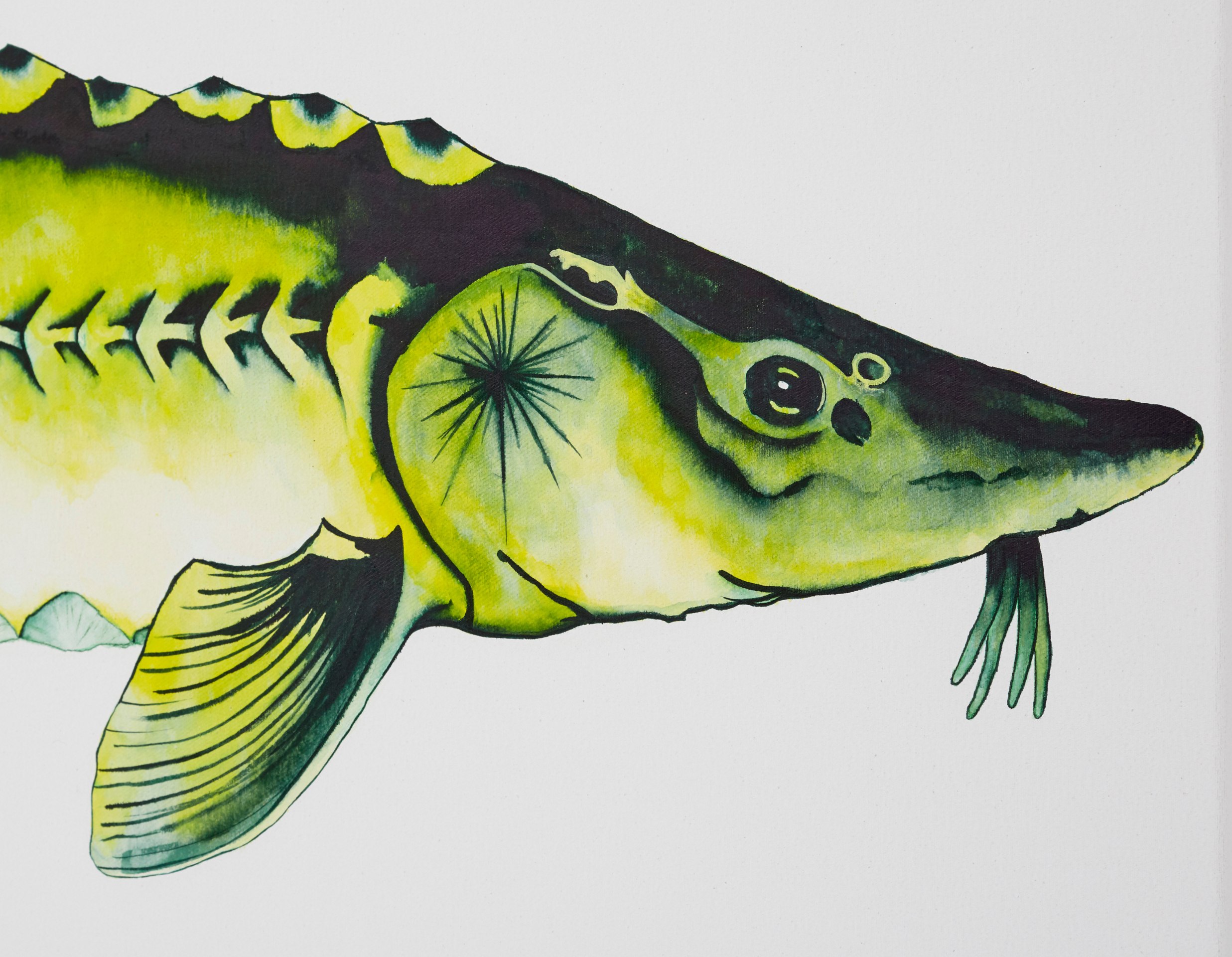 Calvin Marcus Stretch Sturgeon, 2019