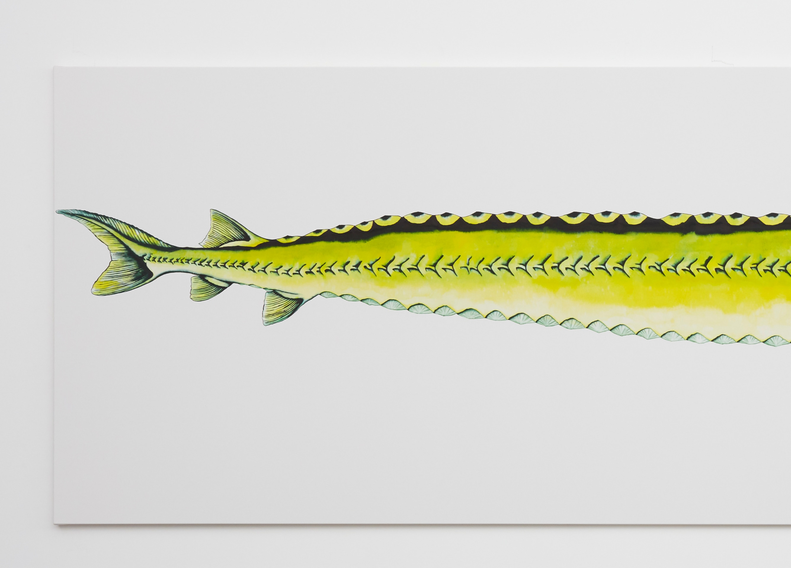 Calvin Marcus Stretch Sturgeon, 2019