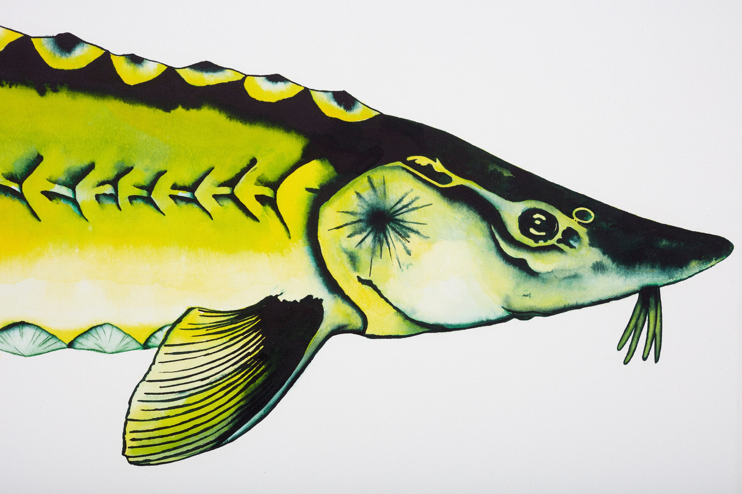 Calvin Marcus Stretch Sturgeon, 2019