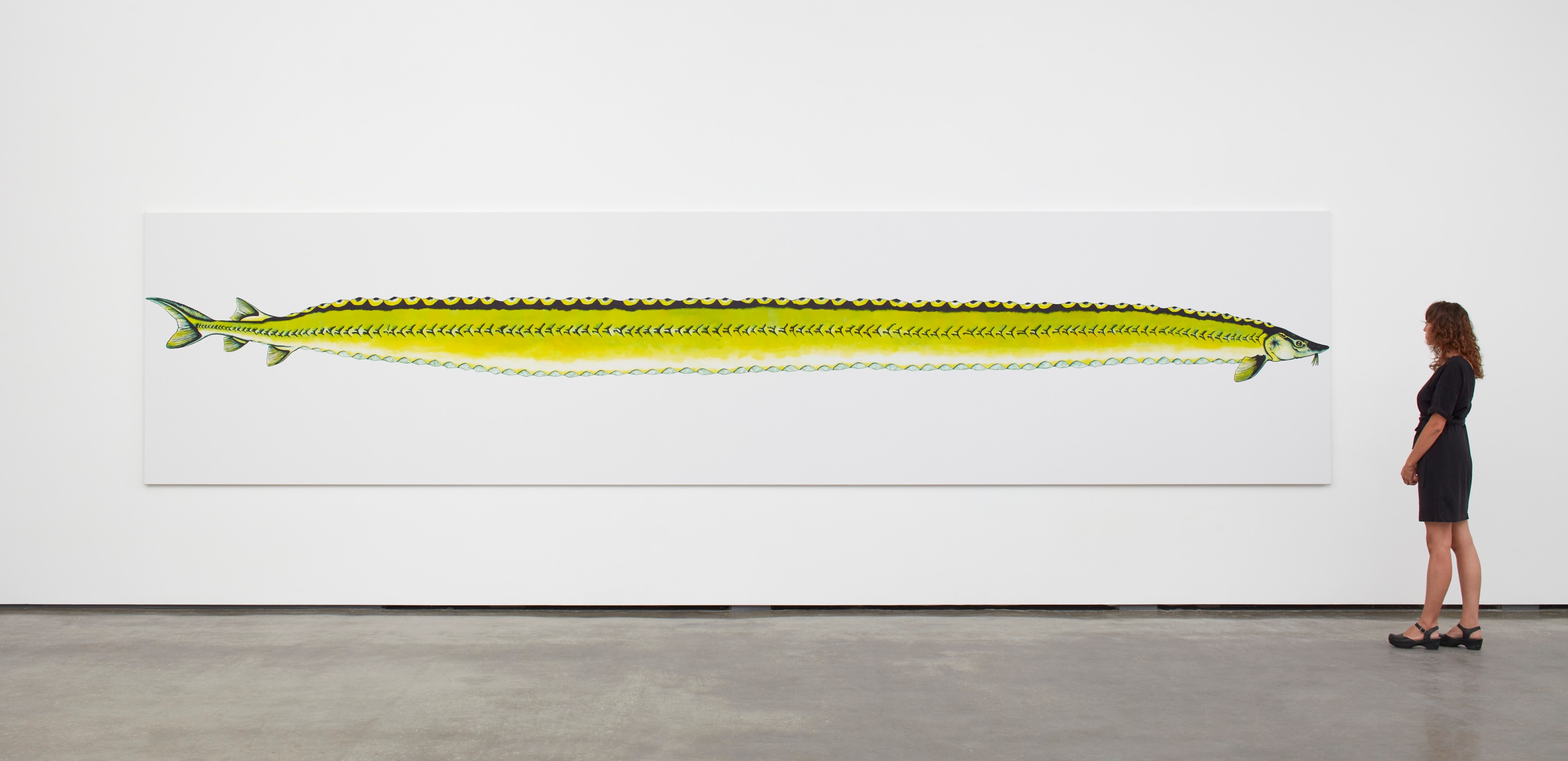 Calvin Marcus Stretch Sturgeon, 2019