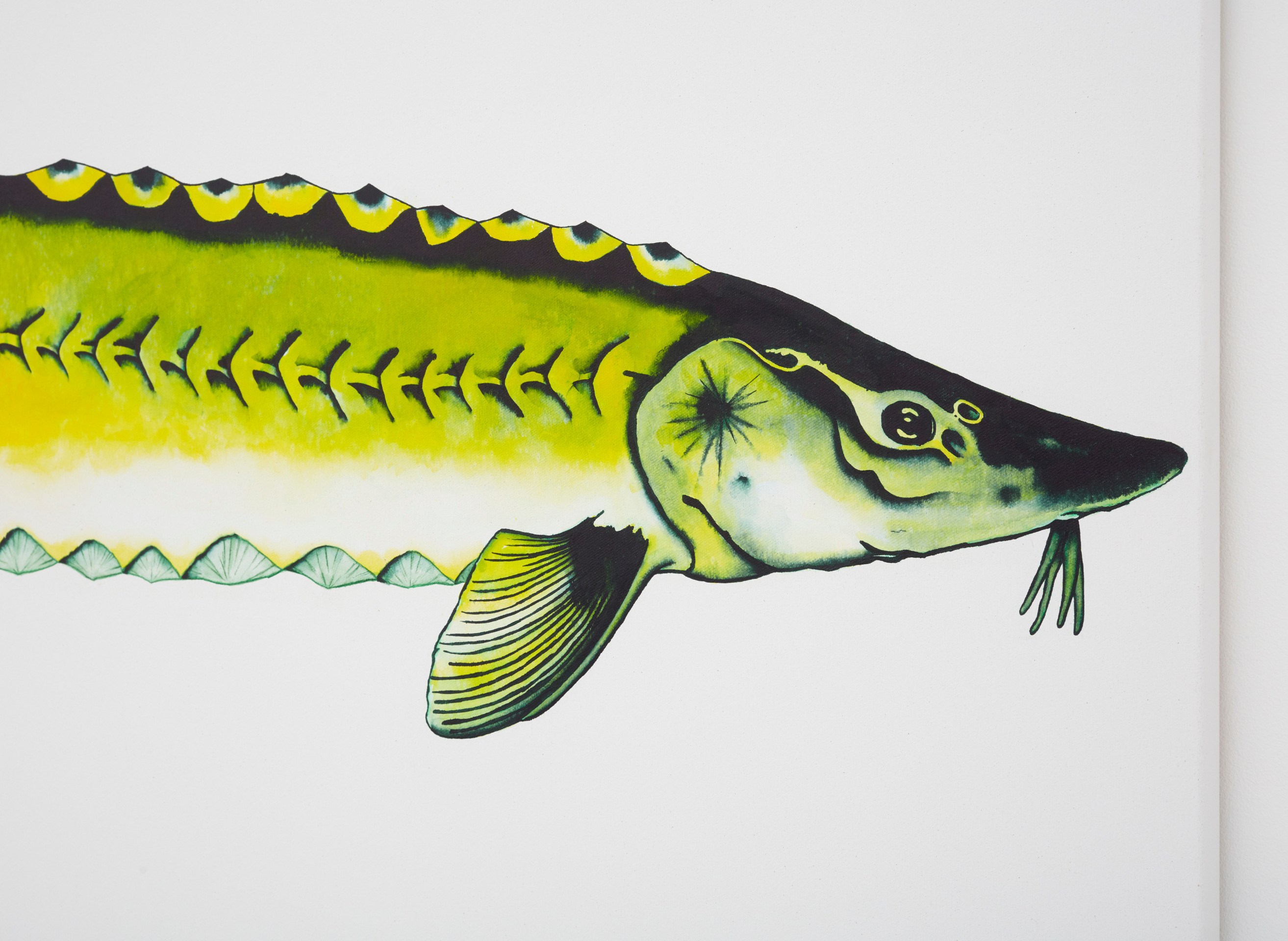 Calvin Marcus Stretch Sturgeon, 2019