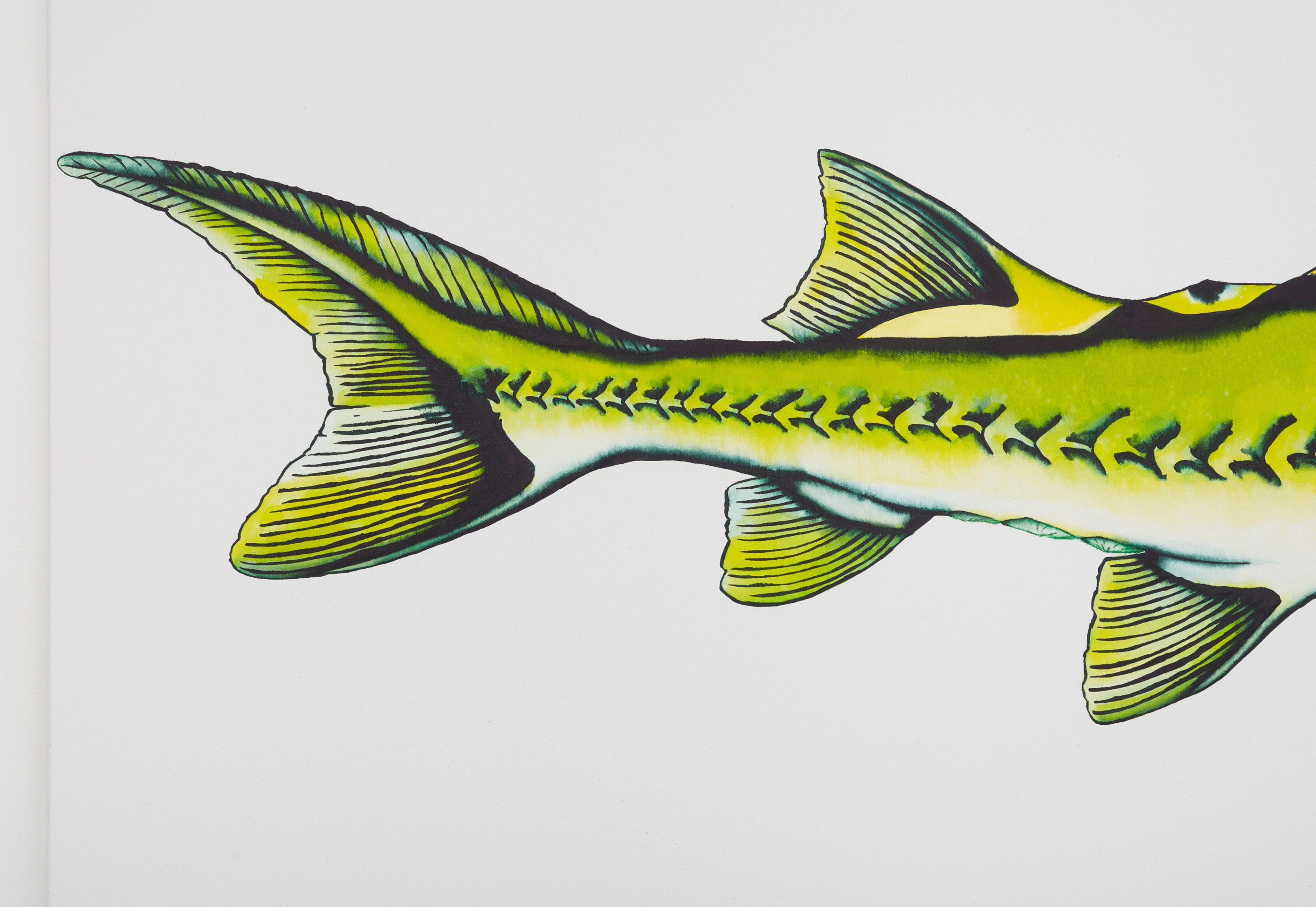 Calvin Marcus Stretch Sturgeon, 2019