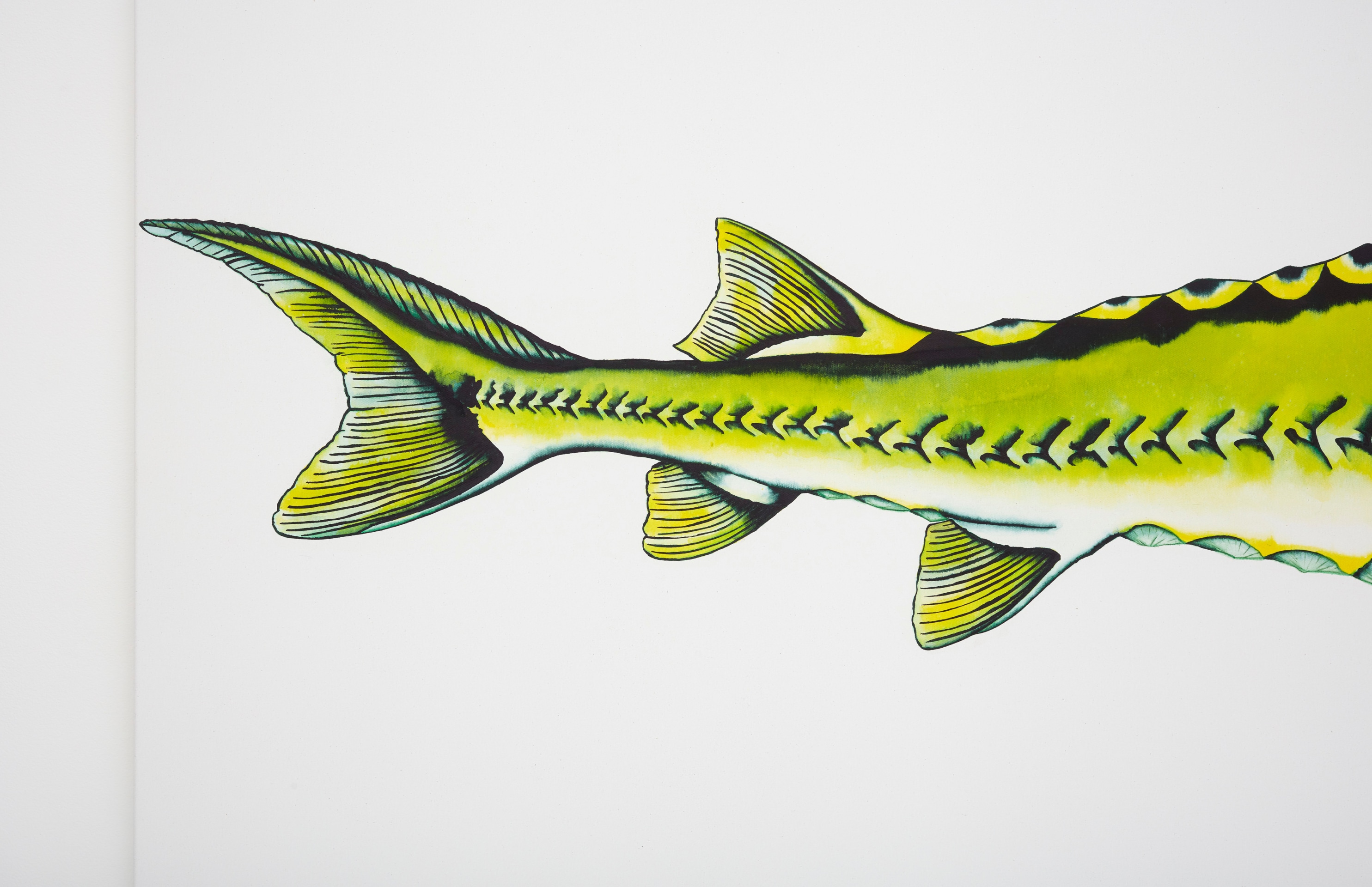 Calvin Marcus Stretch Sturgeon, 2019