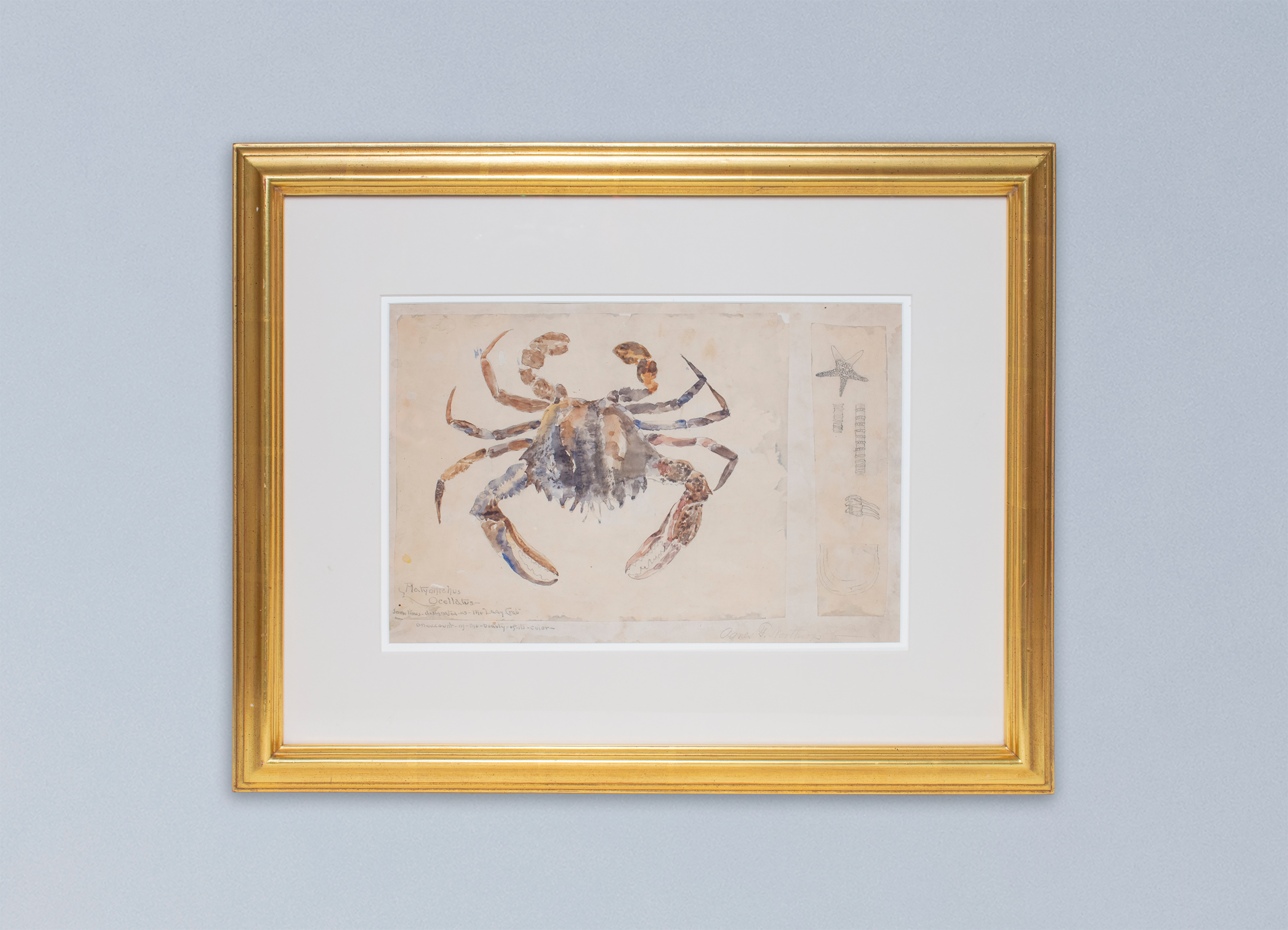 A framed watercolor of a series of watercolor and pencil studies done by the seaside, depicting shells, starfish, and other marine life, with various notations in pencil. The main drawing on the page is of a &quot;Lady Crab.&quot;