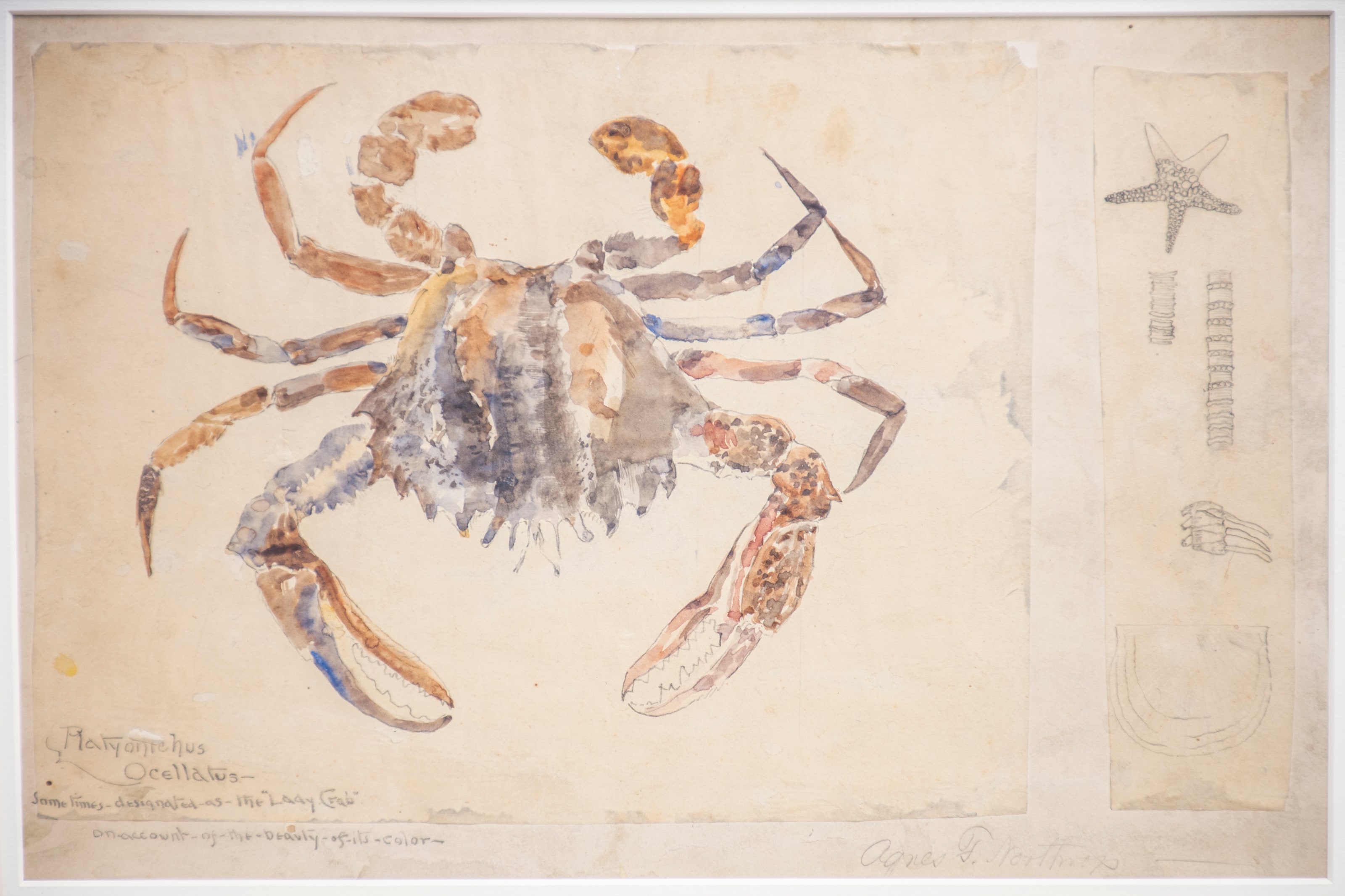 A closer look at the watercolor crab drawing by Agnes Northrop, showing delicate use of color and line.