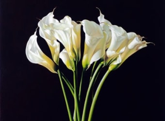 JOHN NAVA, Callas, 2025 for IRRESISTIBLE: Flowers & Their Admirers