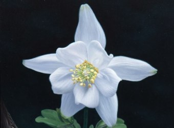 SUSAN McDONNELL, Woodland Flower, 2023 for SUSAN McDONNELL: Radiant Realm