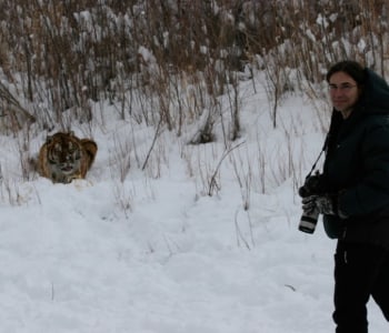 Khunta Mi Initiative: Saving the Amur Tiger