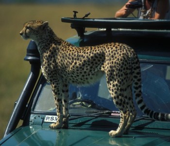 Kenya Wildlife Trust: Mara Predator Conservation Programme